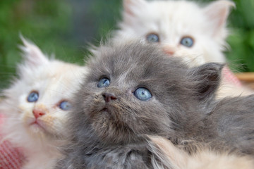 Maine Coon Kitten