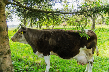 Krowa  © wedrownik52