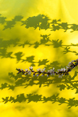 Blooming apple tree flower branches on the yellow background with shadows and copy space