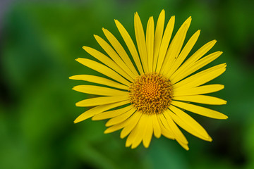 Yellow flower in the spring garden with green background