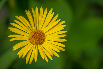 Yellow flower in the spring garden with green background
