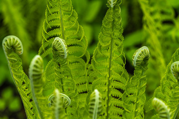 Green fern leaves in the spring wind