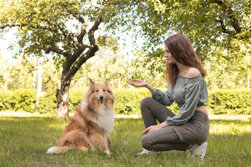 Naklejka na ściany i meble Girl teaches her dog to give paw, training dog collie in nature