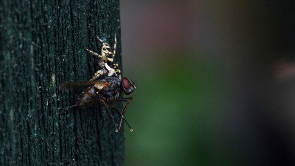 Springspinne fängt Fliege