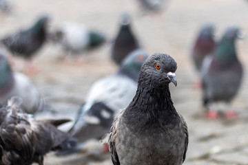 Pigeons on a city square. Concept of transmission of microorganisms and pathogen causing communicable disease from an infected host individual by animals. Selective focus.