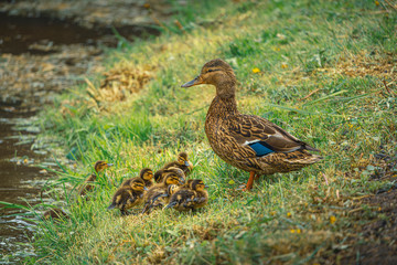 Duck with the ducklings at spring time at the river