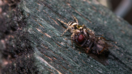 Springspinne fängt Fliege