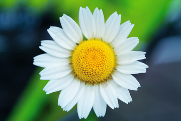 Obraz premium camomile macro photo / chamomile vole in its natural habitat