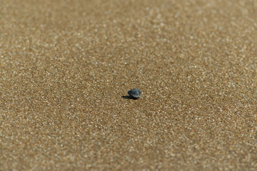 Fototapeta na wymiar sand texture close up, coast