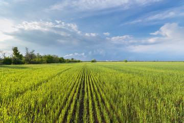 Fototapeta na wymiar wheat field and bright cloudy sky / rural landscapes