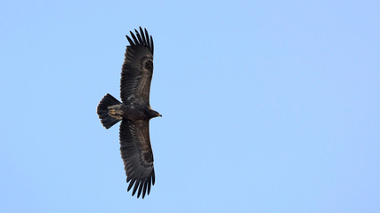 Lesser Spotted Eagles (Aquila pomarina), Crete