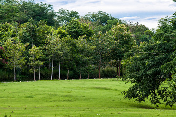 Beautiful natural landscape with pine forest mountain and green meadow. Outdoor travel on wild nature. Relax zone with fresh air and water. Khao Yai, Nakhon Ratchasima.The best ozone in Thailand.