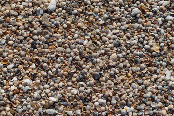 seashells closeup background, texture