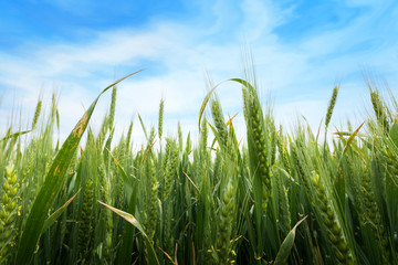 wheat ear macro photo / crop field agriculture