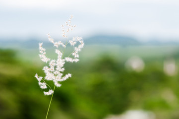 Beautiful summer natural landscape with Mission grass at sunset. Outdoor travel on wild nature. Relax zone with fresh air and water. At Khao Yai, Nakhon Ratchasima.The best ozone in Thailand.