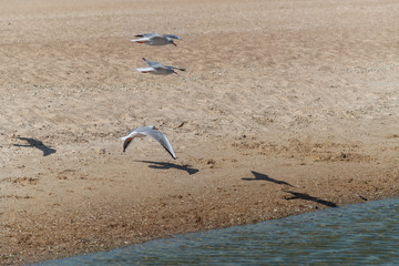 seagull soars in the sky