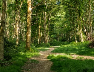 Woodlands in Spring © SRSImages