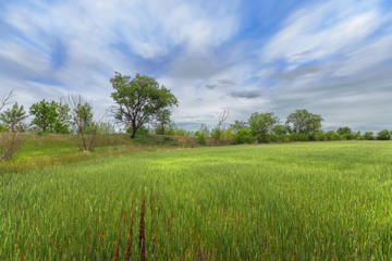 wheat field and bright cloudy sky / rural landscapes