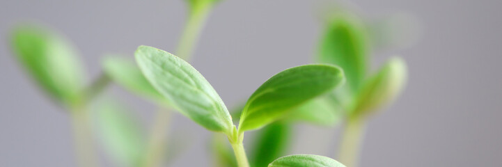 Effective seed germination methods, young plant