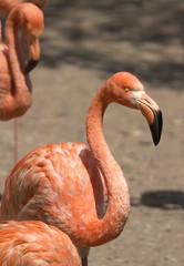 close up of a pink flamingo