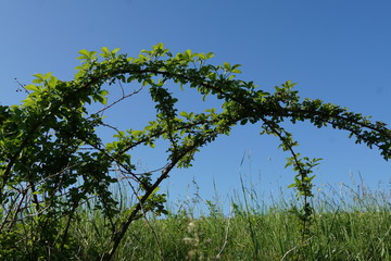 Dornenbusch