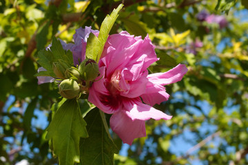 Hibiscus syriacus Lavender Chiffon or Rose of Sharon. Pink flower in bloom