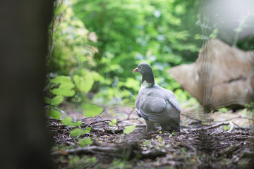 City pigeon walks through the park, Dutch wildlife photography, bird photo, Dutch nature