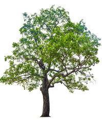 Obraz premium Trees isolated on white background.