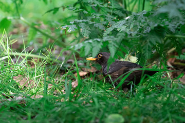 Male blackbird is singing on a branch in the tree, Dutch wildlife photography, bird photo, Dutch nature