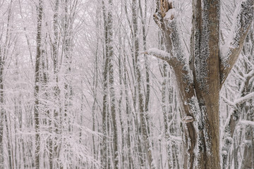 Frozen Forest In The Winter