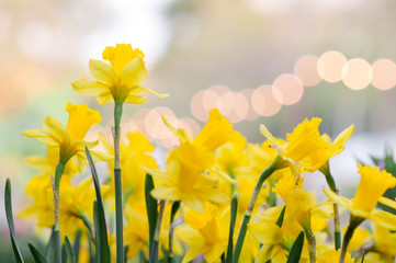 Blooming yellow daffodils in the park with spring. Romantic concept for wedding invitation, greeting card, placards or posters.