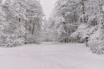 Frozen Forest In The Winter