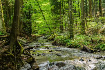 Potok Olchowaty - Bieszczady 