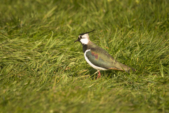 Shiny northern lapwing, glanzende kievit