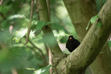 Male blackbird is singing on a branch in the tree, Dutch wildlife photography, bird photo, Dutch nature
