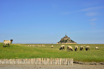 Le Mont-Saint-Michel (Ardevon 50170 Pontorson) et les moutons des prés salés, Manche en Normandie, France