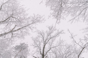 Fototapeta na wymiar Frozen Forest In The Winter