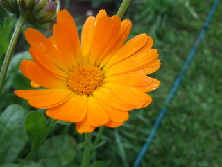 orange flower with water drops
