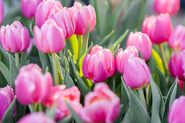 Colorful blooming tulips in the park with spring. Romantic concept for wedding invitation,  greeting card, placards or posters.