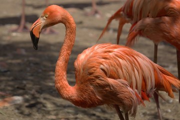 close up of a flamingo