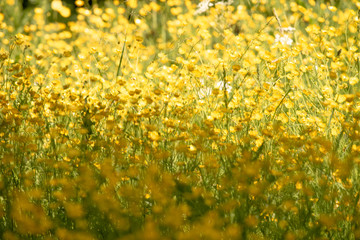 
Buttercups in the field, Dutch wildlife photography, nature photo, Dutch nature, Ranunculus, field full of spring flowers