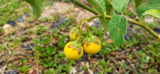 Yellow ripe eggplants in the trunk of a Thai garden