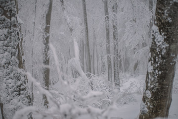 Frozen Forest In The Winter