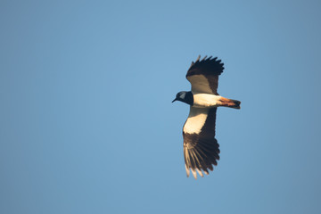 Kievit in vlucht, lapwing in flight