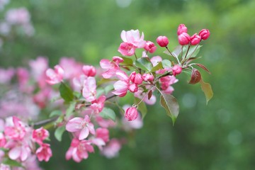 Spring may blooming apple greenery