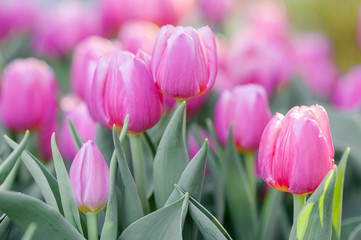 Colorful blooming tulips in the park with spring. Romantic concept for wedding invitation,  greeting card, placards or posters.