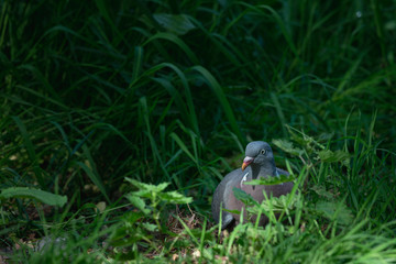City pigeon walks through the park, Dutch wildlife photography, bird photo, Dutch nature