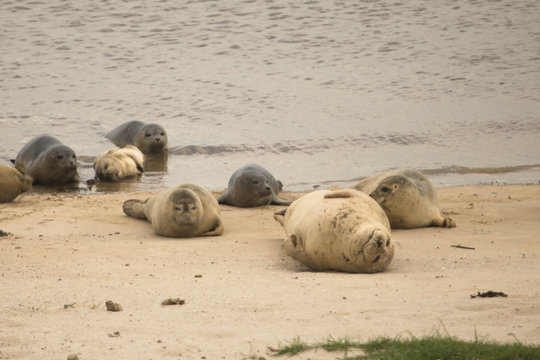 Zeehonden liggen te chillen in het zand. Chilling seals on the beach