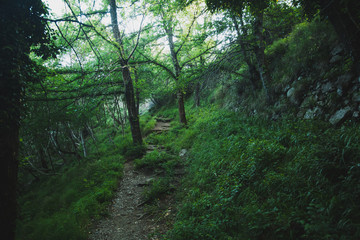 Fototapeta na wymiar Forest path in the mountains. Path of the god called Sentiero Degli Dei at Amalfi Coast. Italy