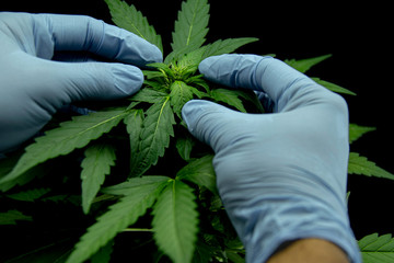 Cannabis leaves of a plant on dark background.